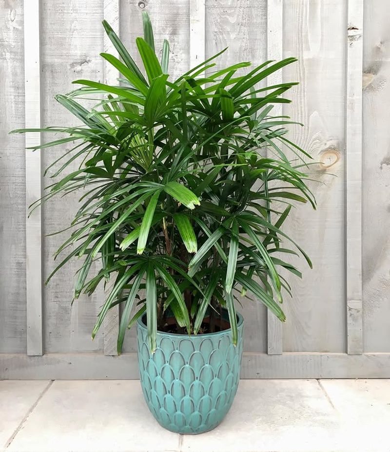 Lady Palm Brings Dense Green Screening Without Towering Lady Palm Brings Dense Green Screening Without Towering