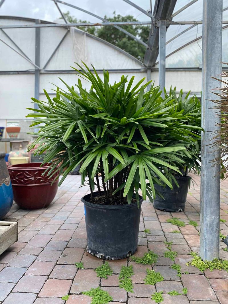 Lady Palm Works In Shadier Driveway Corners