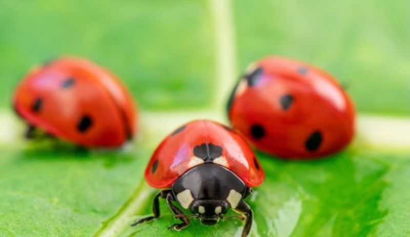 Ladybugs