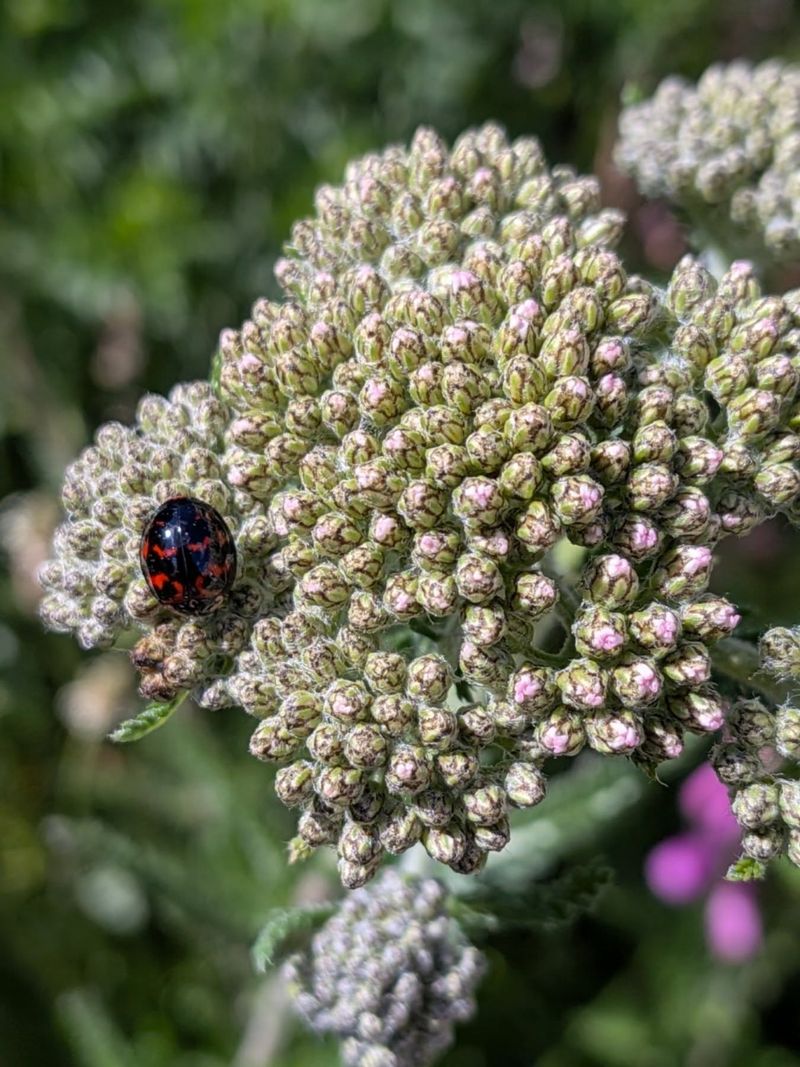 Ladybugs Use Yarrow As A Hunting Ground All Season Long