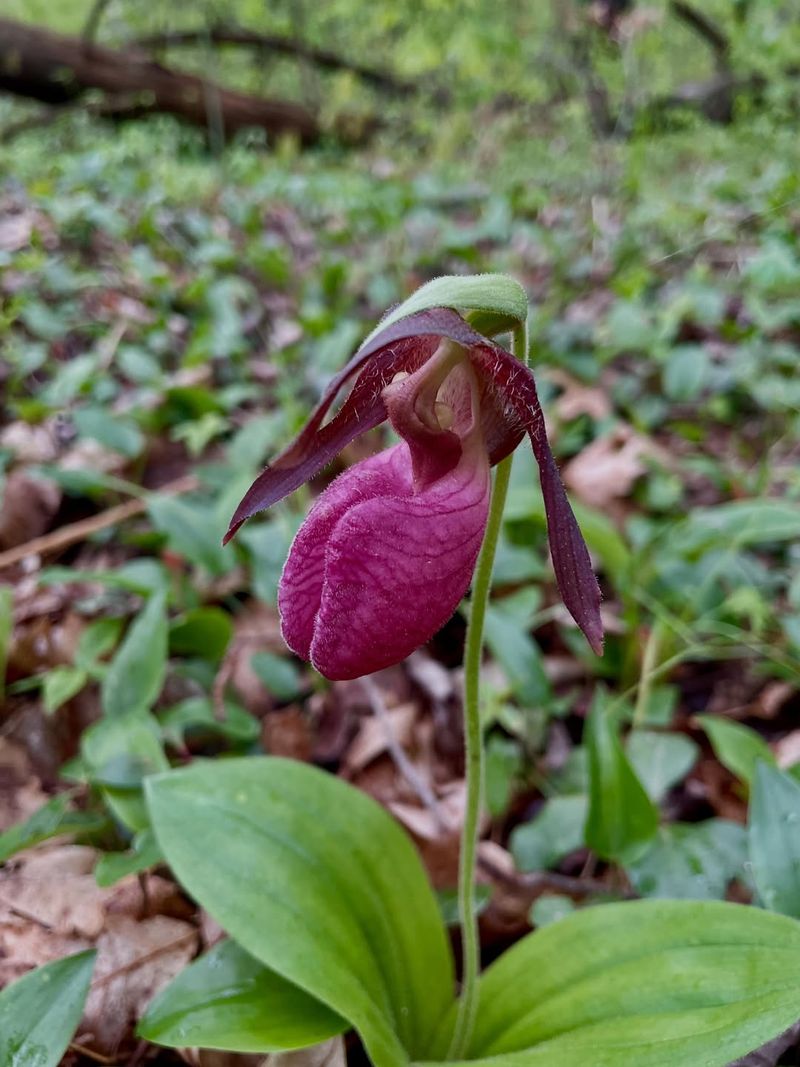 Lady's Slipper Orchids 