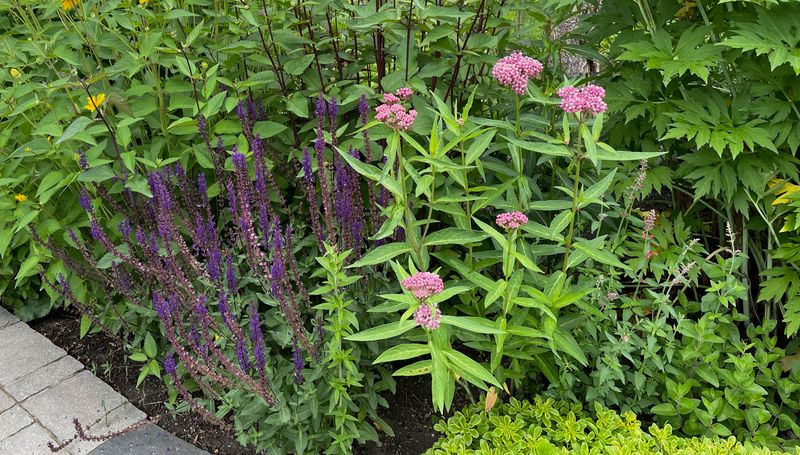 Lake Plain Gardens Need Plants That Handle Moisture And Wind Lake Plain Gardens Need Plants That Handle Moisture And Wind