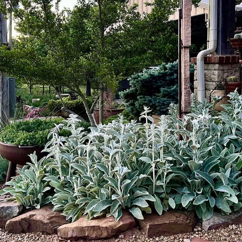Lamb's Ear Covers Ground With Velvety Foliage