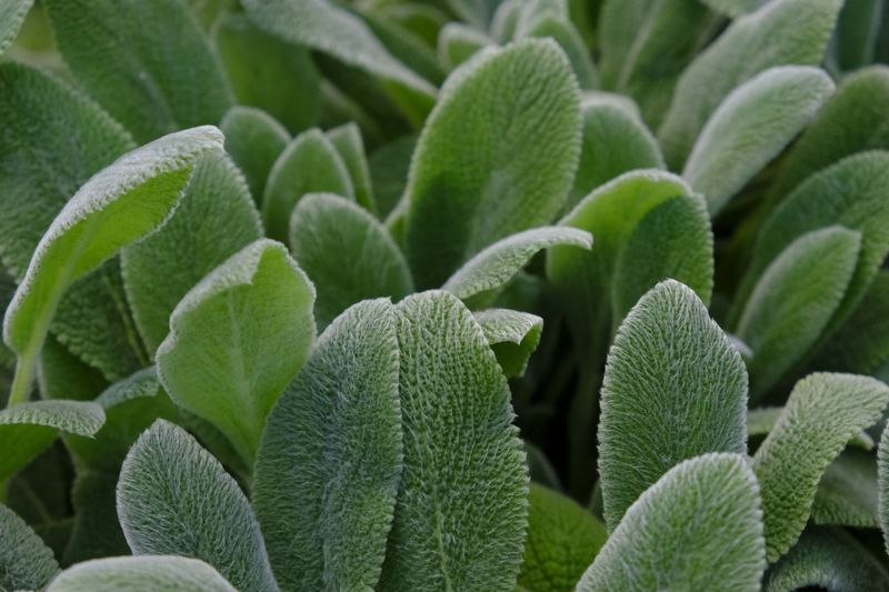 Lamb's Ear Texture Turns Rabbits Away