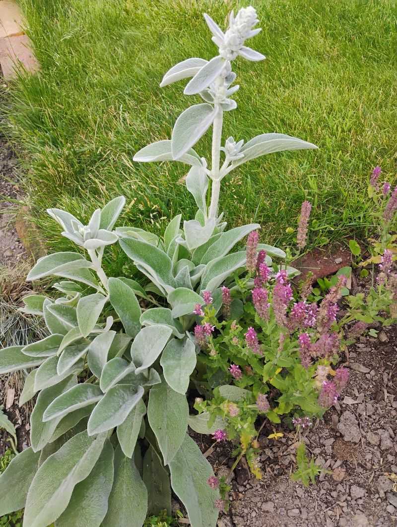 Lamb's Ear 