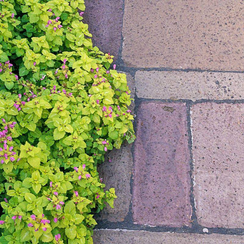 Lamium Can Creep Farther Than Gardeners Expect Lamium Can Creep Farther Than Gardeners Expect