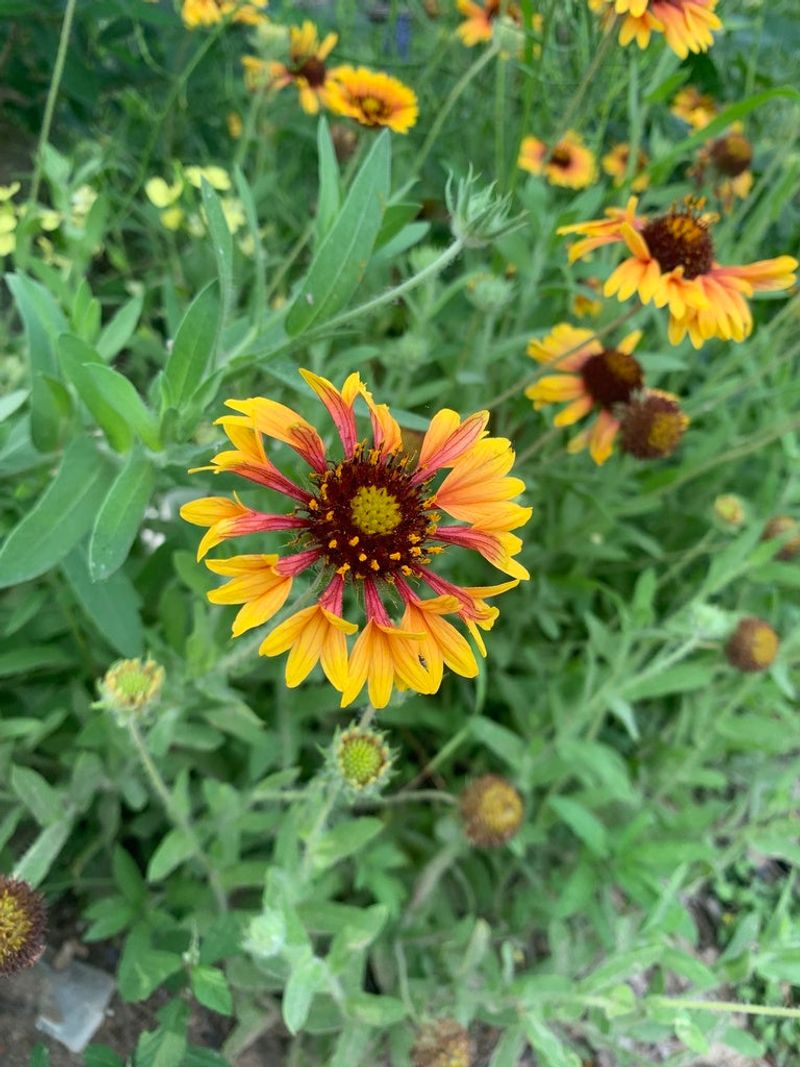 Lanceleaf Blanket Flower Keeps Blooming Longer