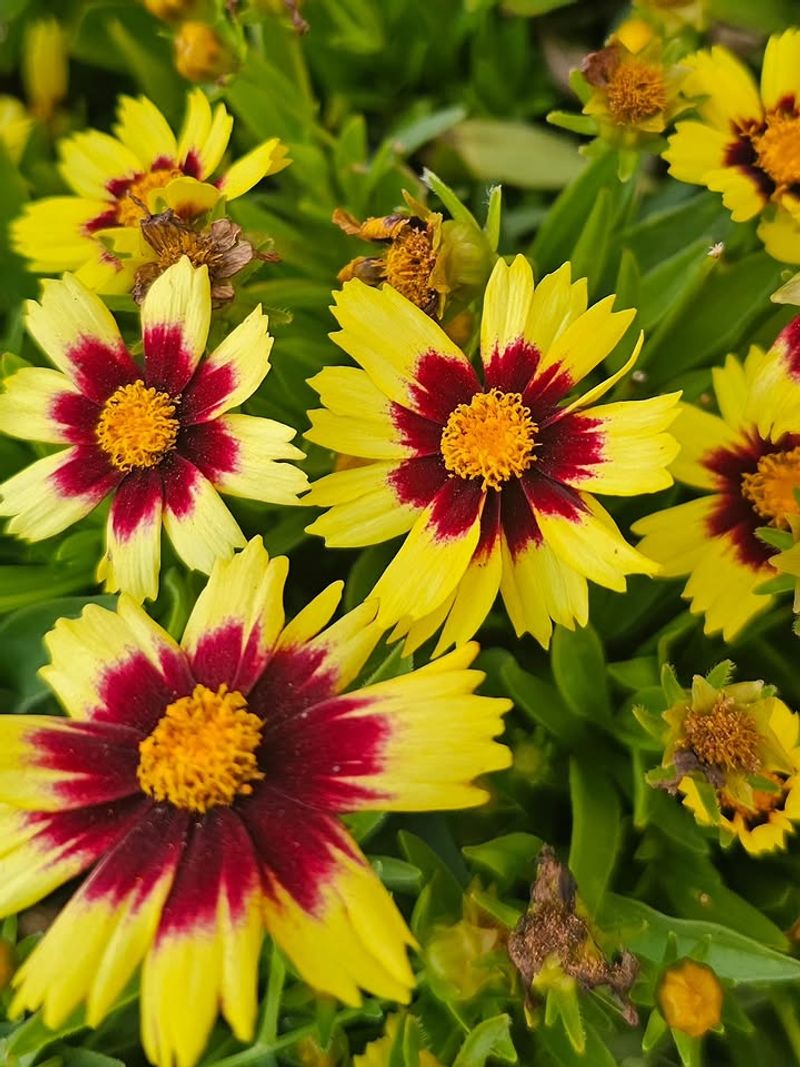 Lanceleaf Coreopsis - Coreopsis Lanceolata Lanceleaf Coreopsis - Coreopsis Lanceolata