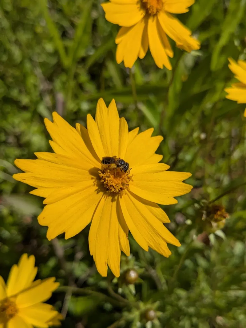 Lanceleaf Coreopsis Supports Native Pollinators Lanceleaf Coreopsis Supports Native Pollinators