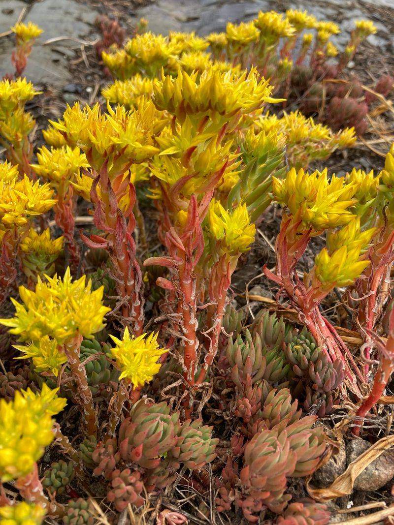 Lanceleaf Stonecrop