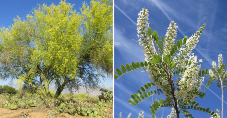 Landscape Trees Arizona Residents Are Planting Instead Of Olive Trees