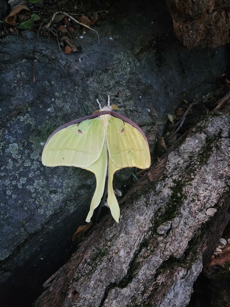Landscape Uplights Can Affect Garden Habitat Landscape Uplights Can Affect Garden Habitat