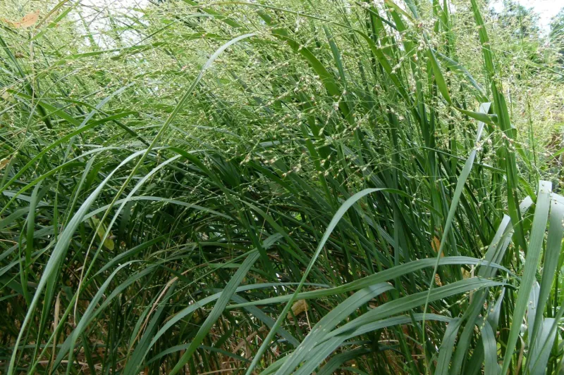 Landscaping Uses And Planting Tips