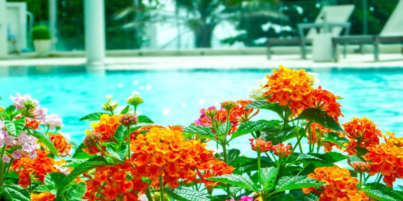 Lantana Lantana