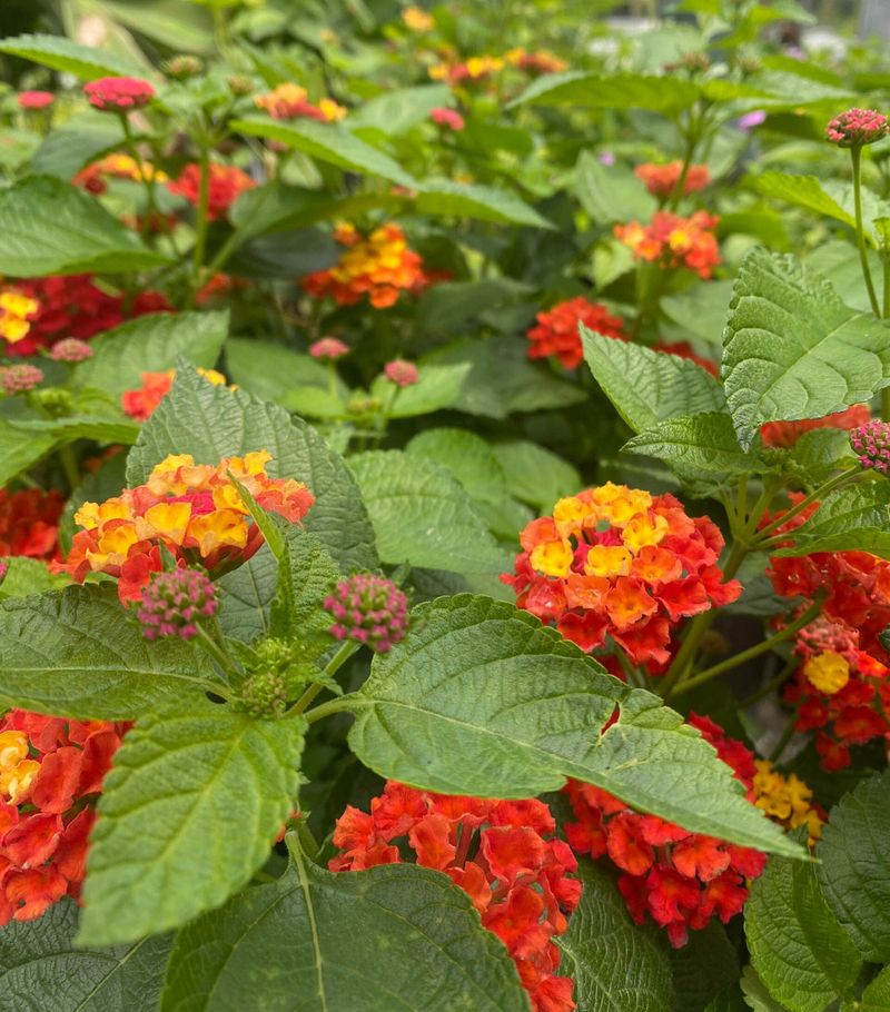 Lantana Lantana