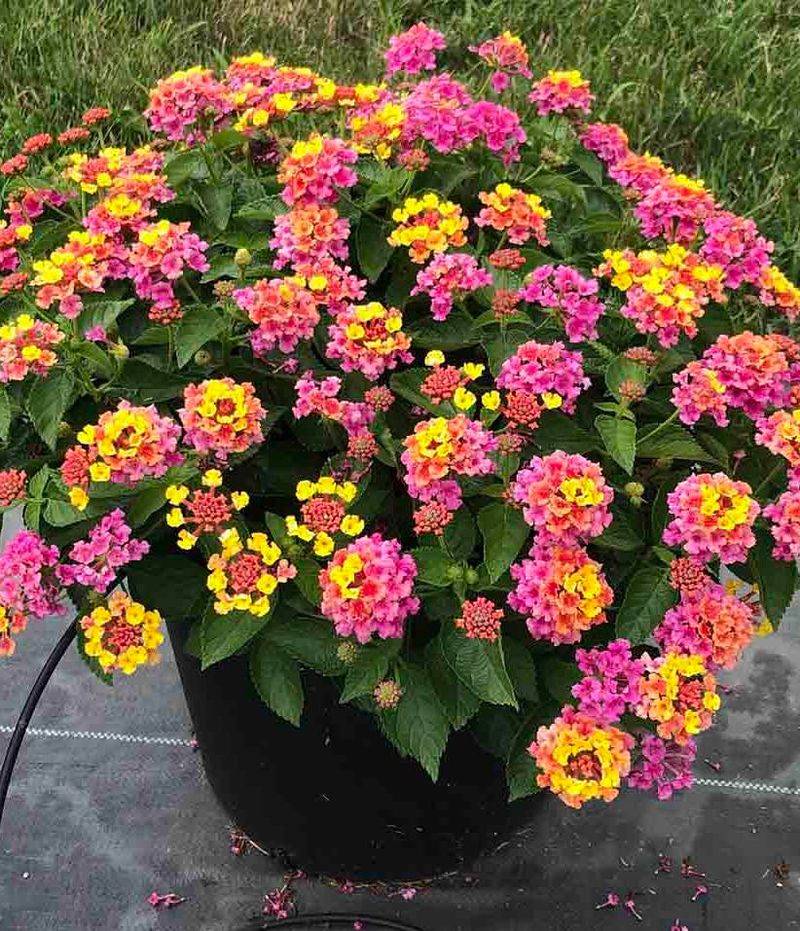 Lantana 