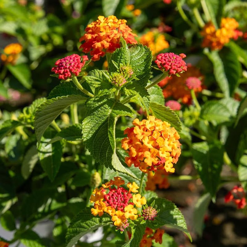 Lantana