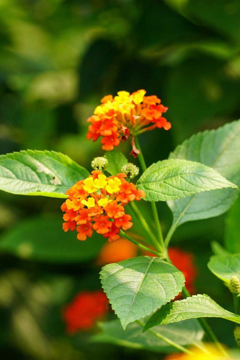 Lantana 