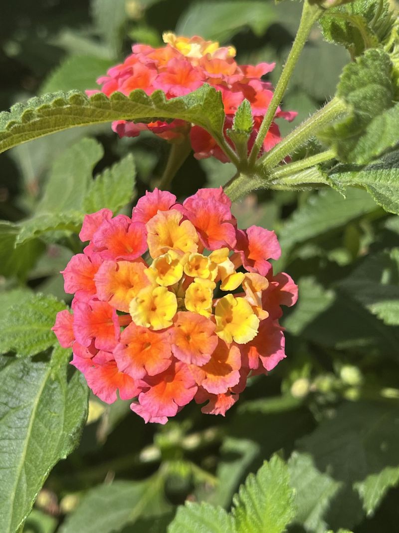 Lantana Can Be Tidied Without Heavy Cutting Lantana Can Be Tidied Without Heavy Cutting