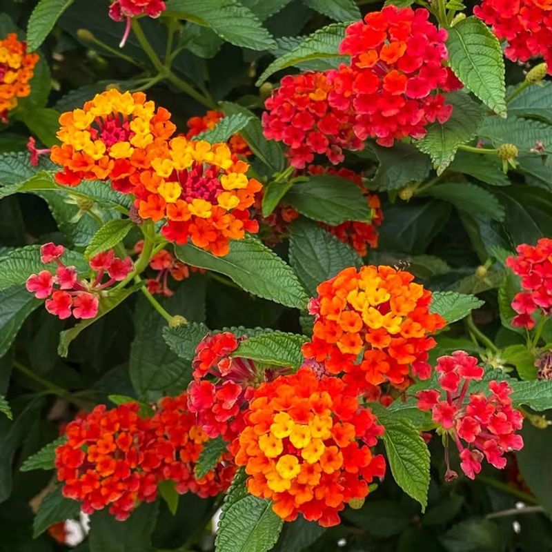 Lantana Keeps Color Coming Through Hot Weather