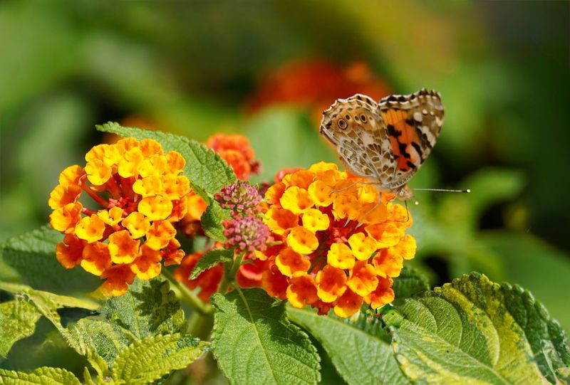 Lantana (Lantana Camara)