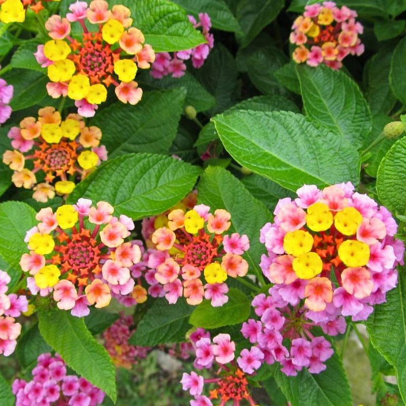Lantana Survives Humid Sun Lantana Survives Humid Sun