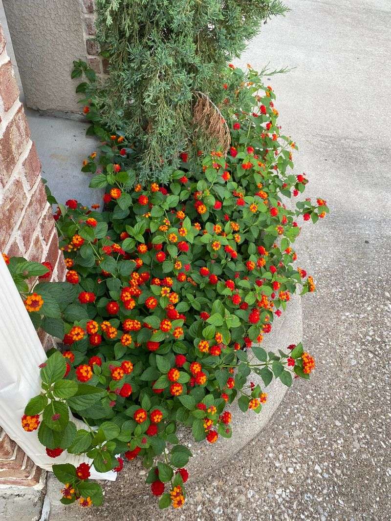 Lantana Lantana