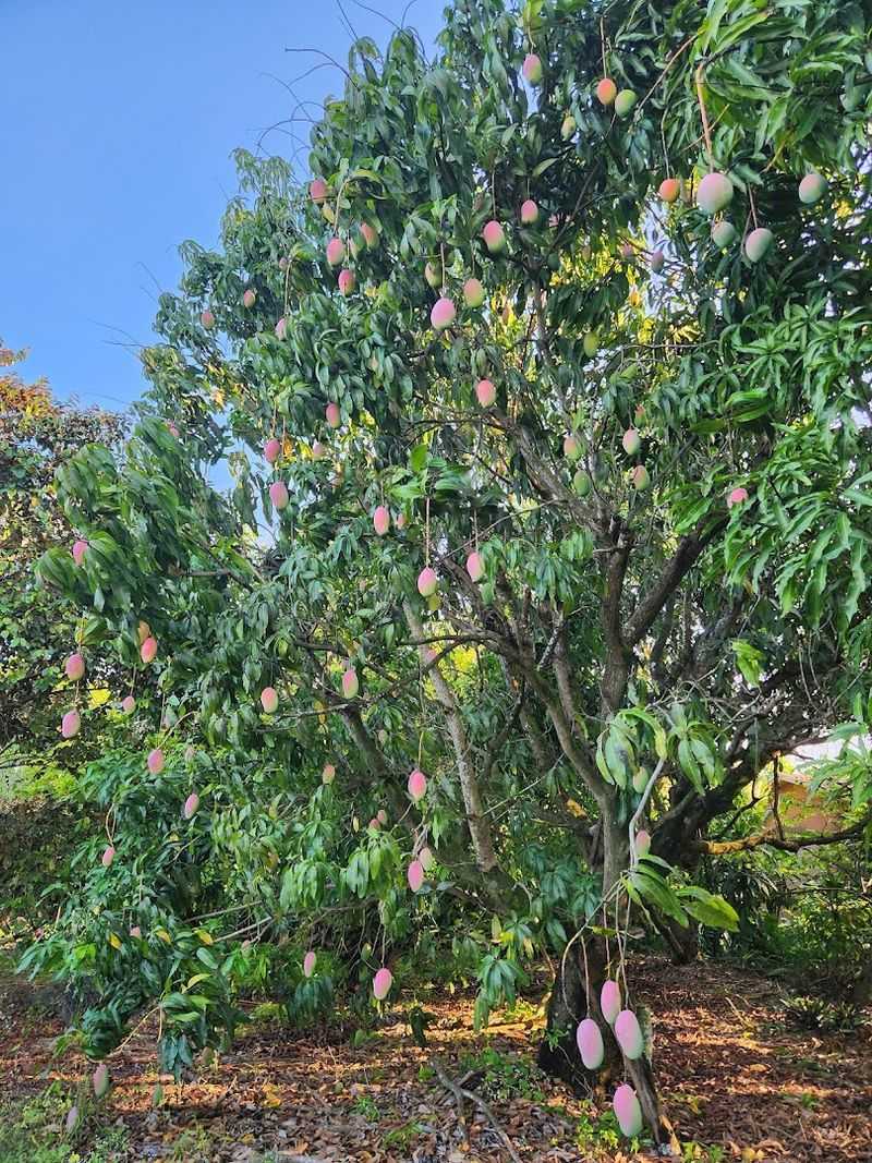 Lara Farms Specializes In Rare Tropical Fruit Trees
