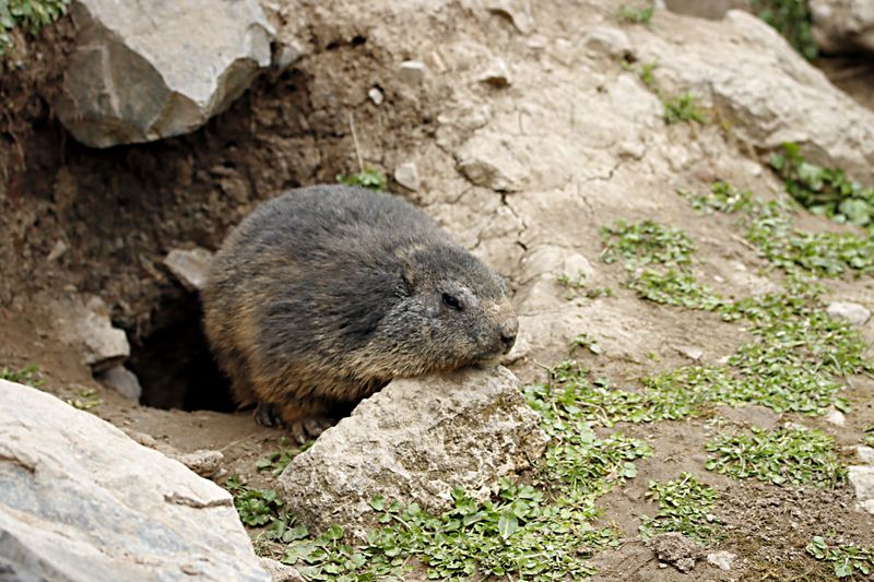 Large Burrow Entrances Show Up Near Your Garden Beds Large Burrow Entrances Show Up Near Your Garden Beds