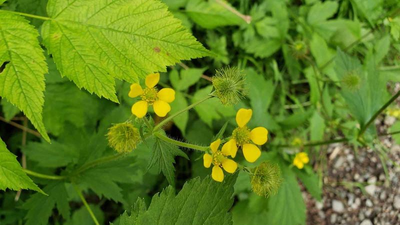 Large-Leaved Avens