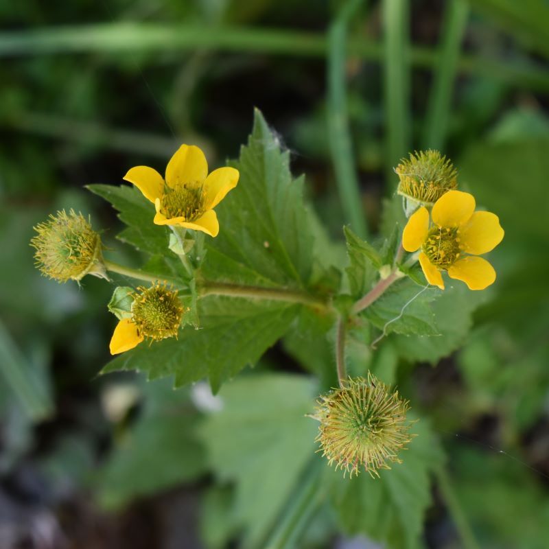Large-Leaved Avens Fills Shady Gaps With Soft Native Foliage Large-Leaved Avens Fills Shady Gaps With Soft Native Foliage