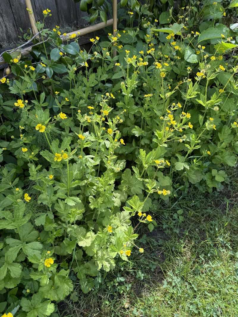 Large-Leaved Avens Large-Leaved Avens