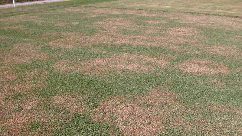 Large Patch Showing Up In Mild Wet Weather Large Patch Showing Up In Mild Wet Weather