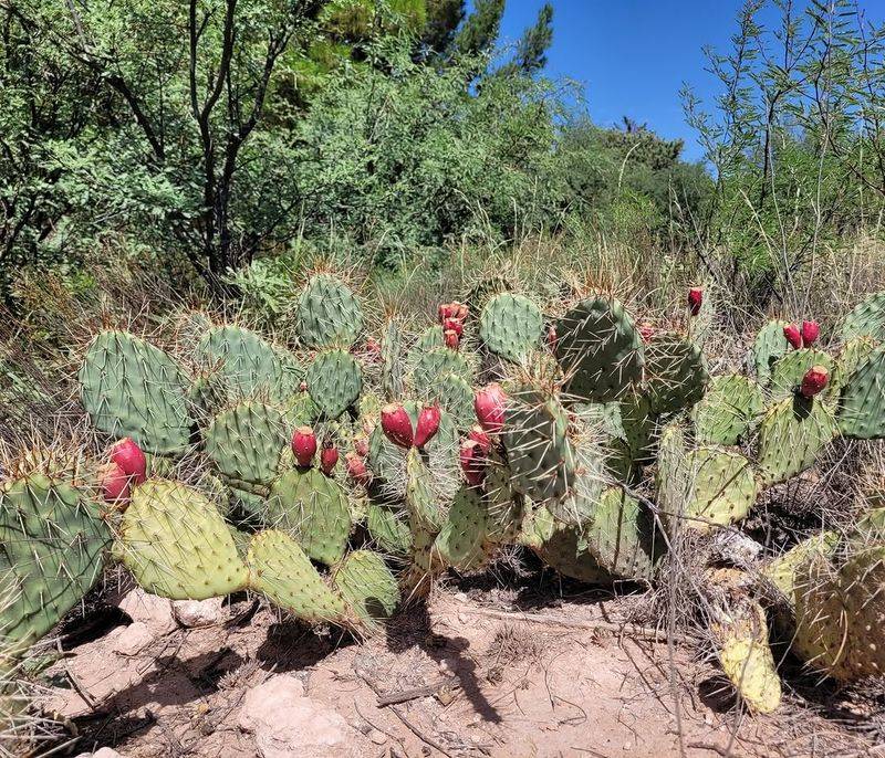 Large Prickly Pear Patches Provide Cover Large Prickly Pear Patches Provide Cover