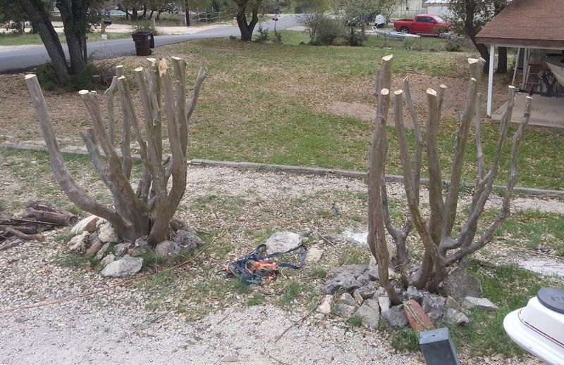 Large Pruning Cuts Can Lead To Wood Decay