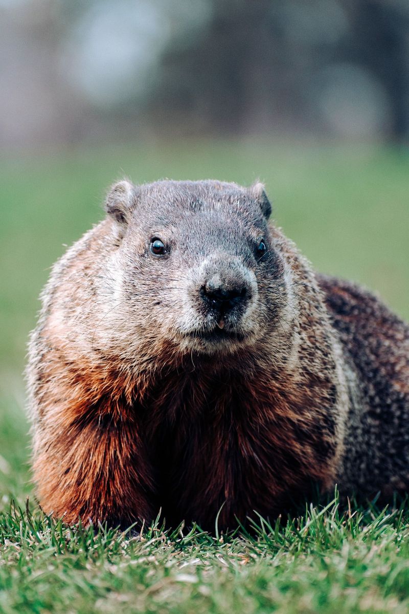 Large Round Burrow Entrances Appear Near Fences Or Sheds Large Round Burrow Entrances Appear Near Fences Or Sheds