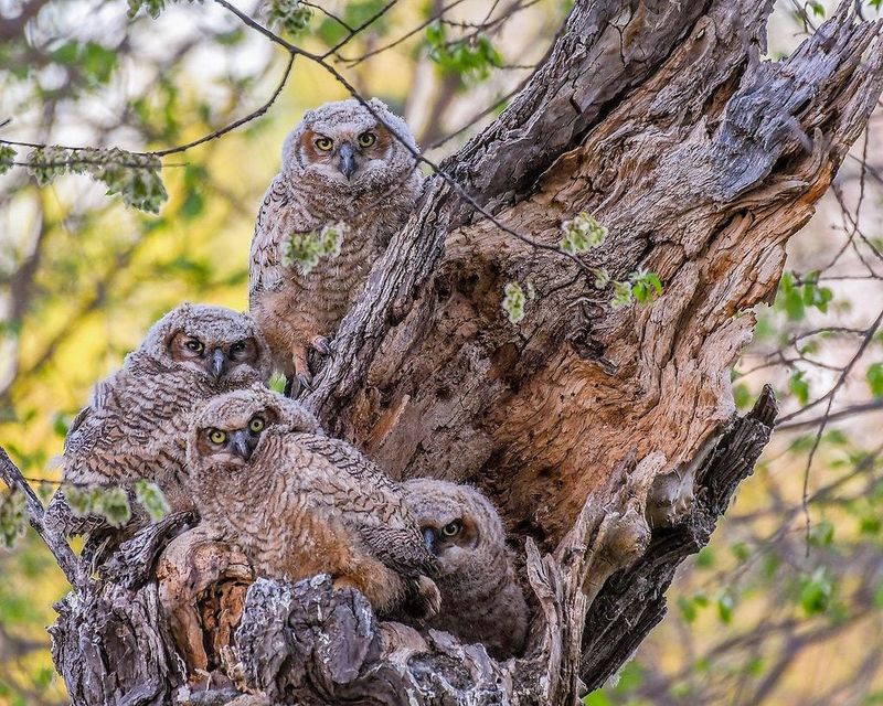 Large Shade Trees Support Backyard Owls Large Shade Trees Support Backyard Owls