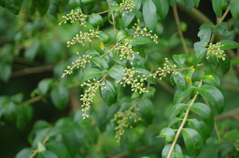 Large Shrubs Need A Careful Plan
