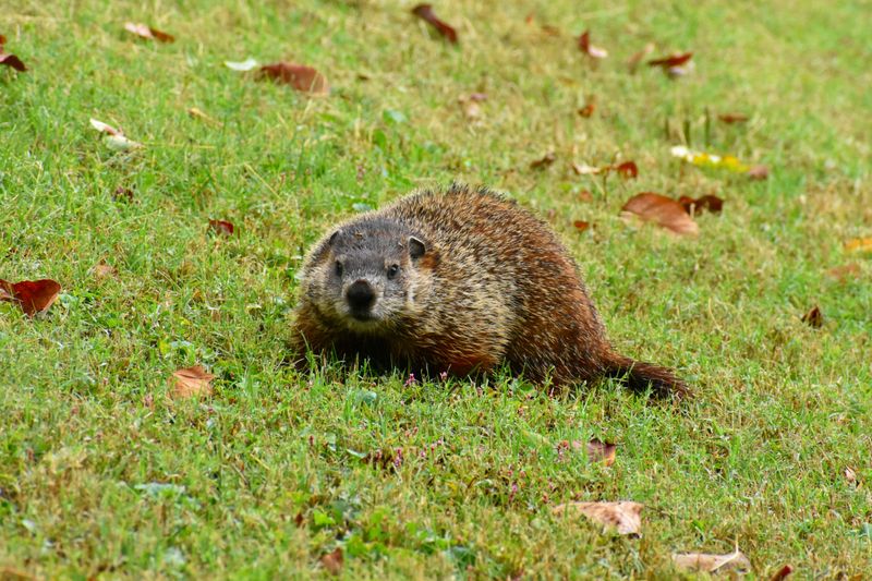 Large Stocky Animal Seen Feeding During The Day