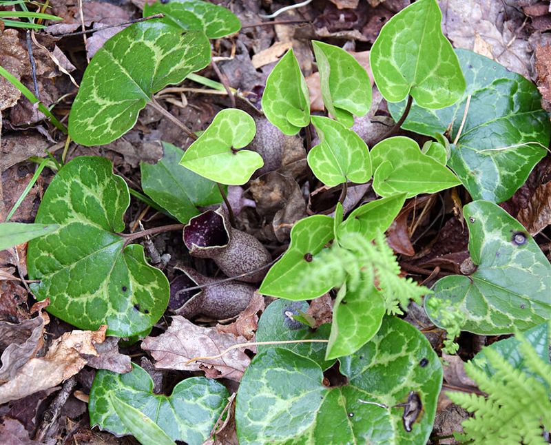 Largeflower Heartleaf Stays Green In Winter