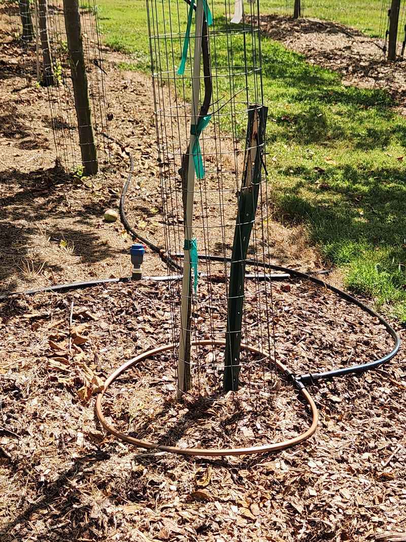 Larger Trees Need Water Across A Wider Root Zone Larger Trees Need Water Across A Wider Root Zone