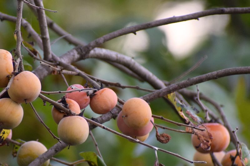 Larger Yards Give Persimmons Room