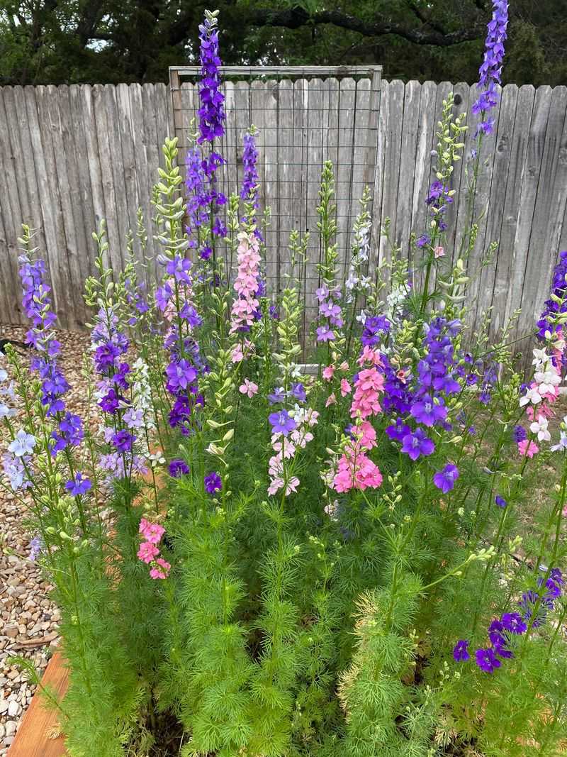 Larkspur Comes Back In Cool Cottage Beds