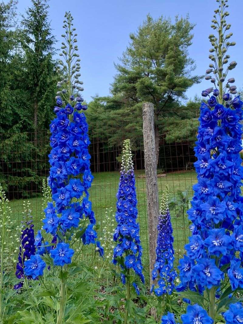 Larkspur / Delphinium Larkspur / Delphinium