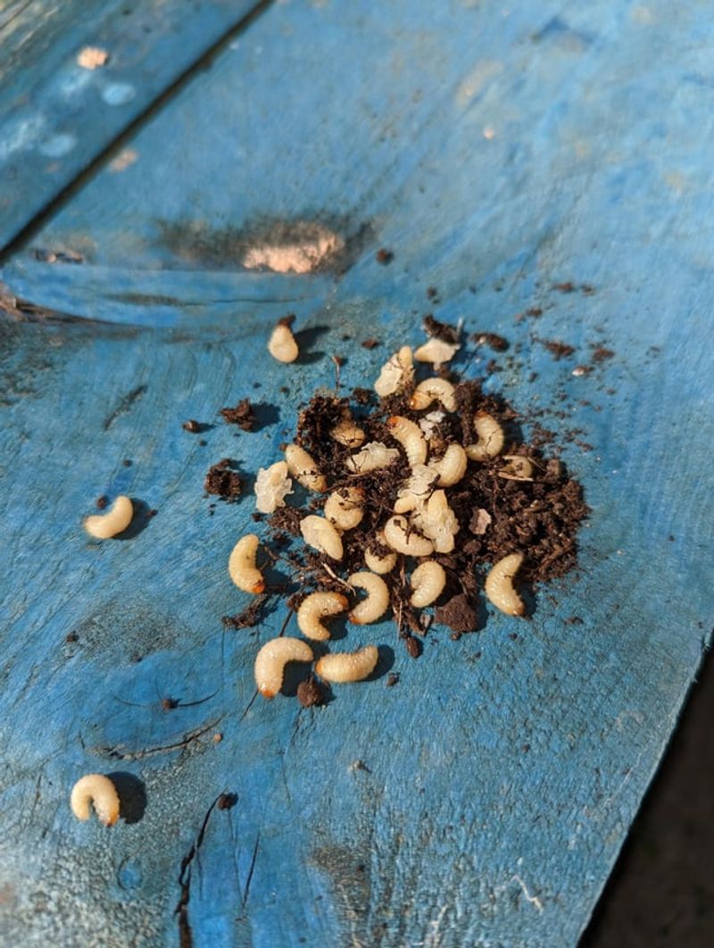 Larvae Feed Below The Soil