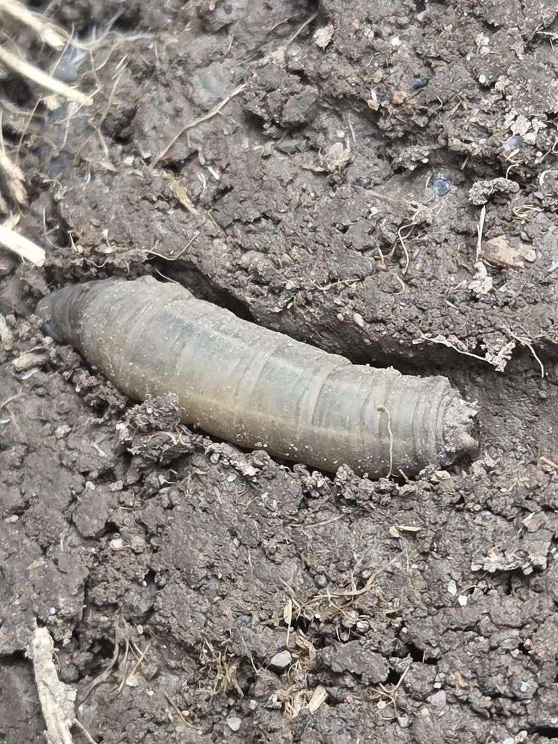 Larvae In Soil That Look Similar To White Grubs Larvae In Soil That Look Similar To White Grubs