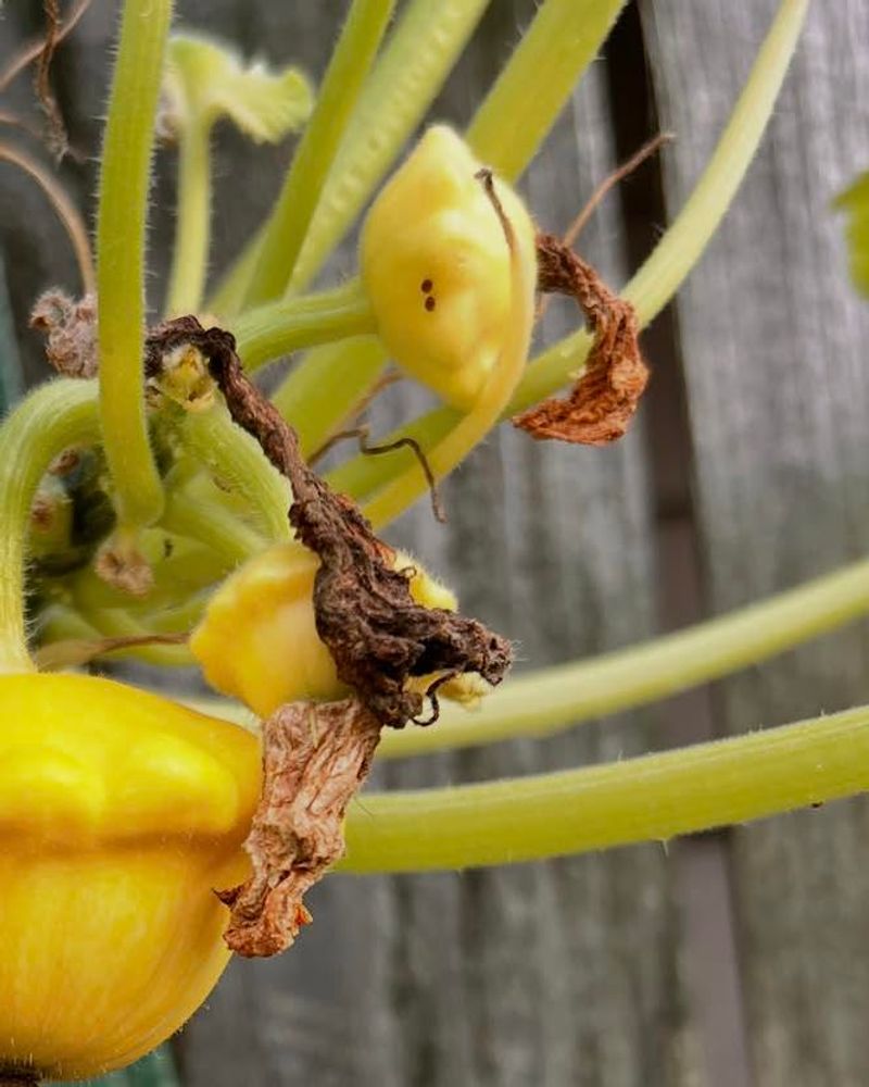 Larvae Tunnel Inside Stems Larvae Tunnel Inside Stems