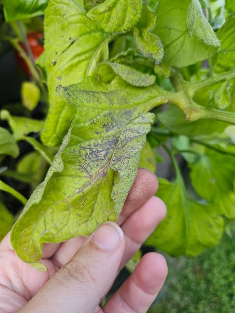 Late Blight Moves Fast And Massachusetts Gardeners Know It