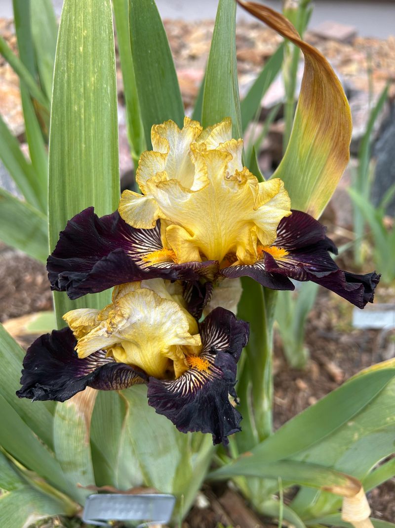 Late Frosts And Cold Wisconsin Winters Damage Flower Buds