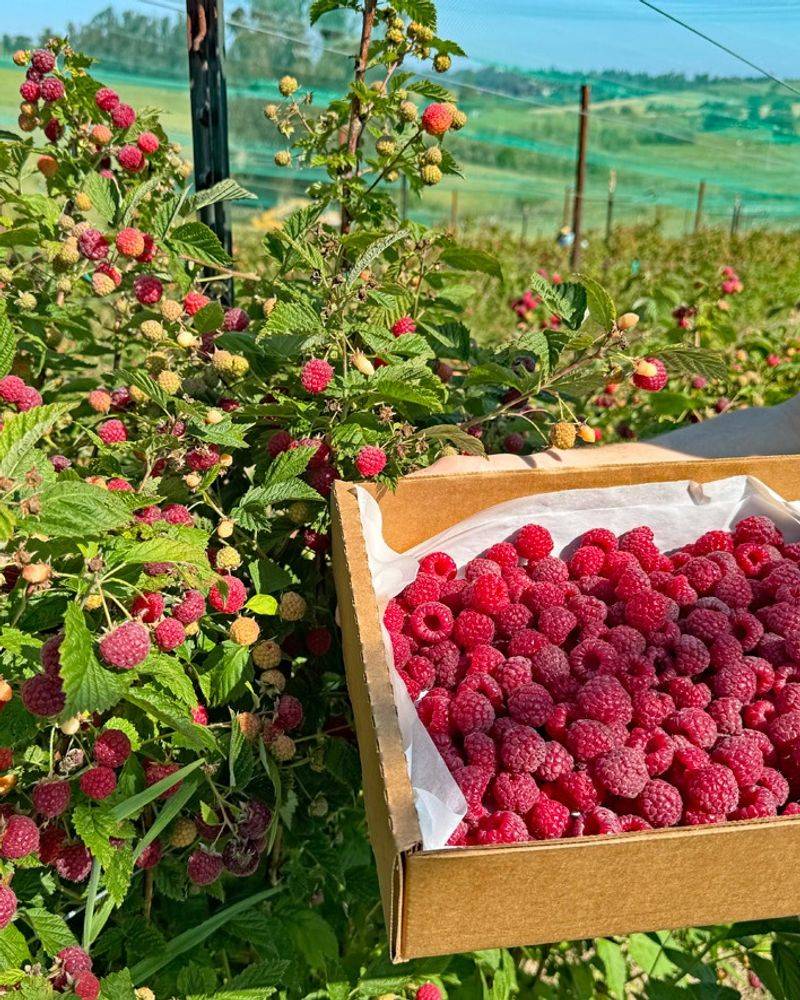 Late June Starts The Raspberry Window